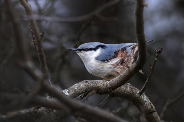 Sittelle torchepot de la sous-espèce nordique à ventre blanc (Sitta  e. europaea) / Pixabay